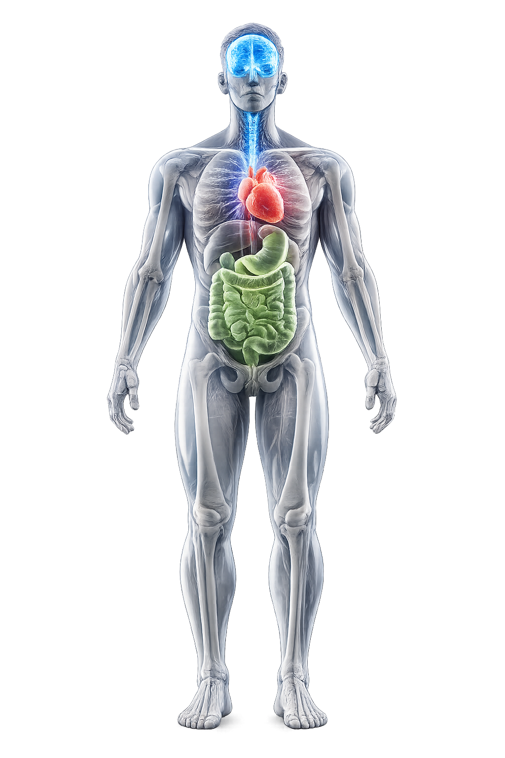 Male Anatomy